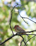 Summer Tanager immature 9705